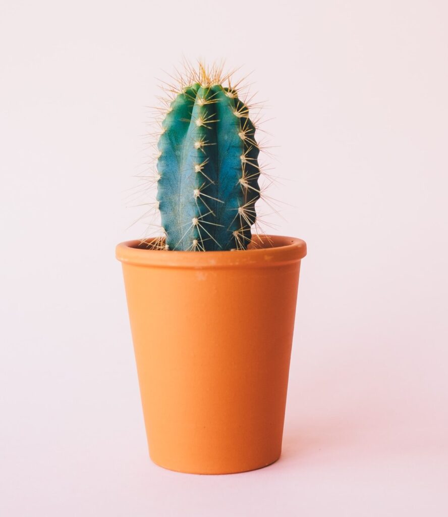 small cactus in orange pot with light pink background